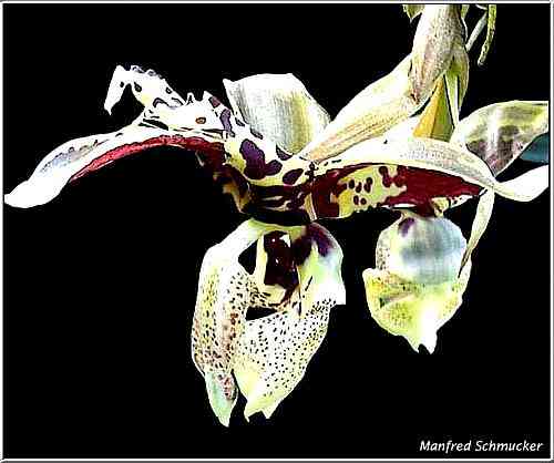 Stanhopea tigrina v. nigroviolacea